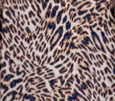 Alex Dress - Leopard - Image 6
