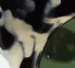 Alina Sunglasses - Vanilla Tort - Image 13