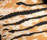 The Flarey Tights - Safari Stripe - Image 6