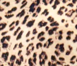 Zuri Top - Leopard - Image 14